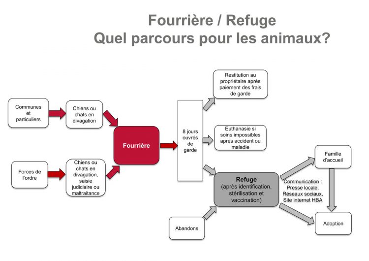 Différence entre fourrière et refuge - Haut Bugey Agglomération