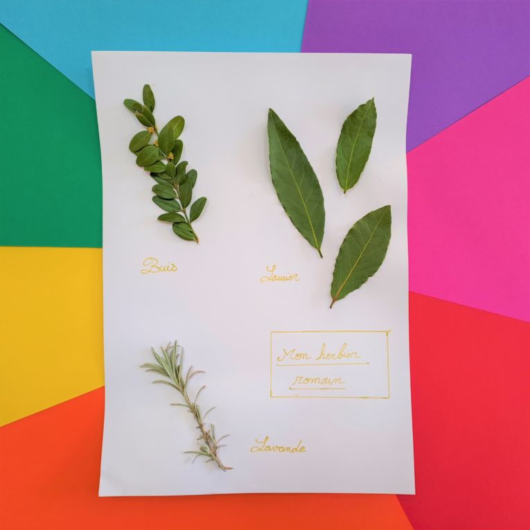 Atelier - Mon herbier romain