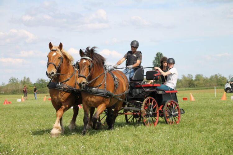 Concours équestre en attelage